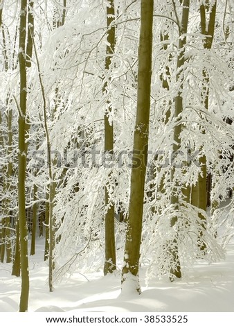 Sunny winter forest with white beech trees growing in the mountains.