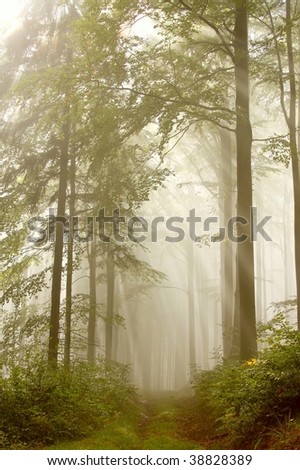 Misty forest path with the sun shining between the trees. Photo taken in early autumn.