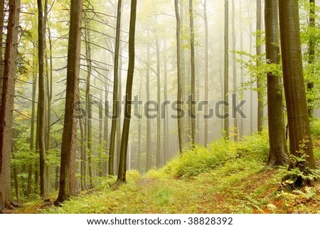 Misty path through autumn forest in a nature reserve with beech and coniferous trees.
