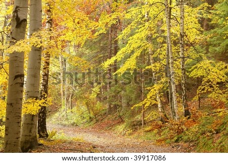 Forest path in the colors of autumn season with birches growing on the edge.