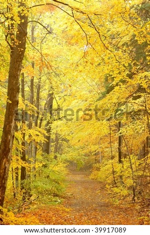 Magic forest path in bright colors of late autumn. Photo taken at the end of October.