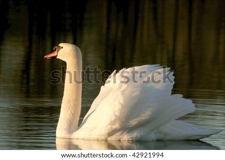 Swan floats slowly in the waters of the pond in the light of the rising sun.