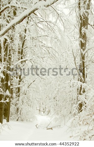 Forest path among the trees covered with fresh snow.