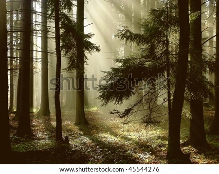 Depth Of Coniferous Forest With Magical Sunlight Passing Between The ...