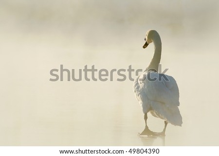 Swan on the ice surrounded by fog goes into the light of the rising sun.