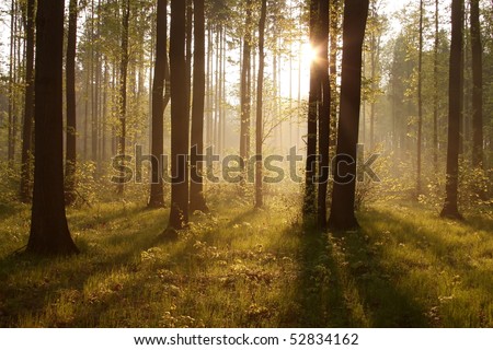 Rays of the rising sun pass between the trees in the spring woods.