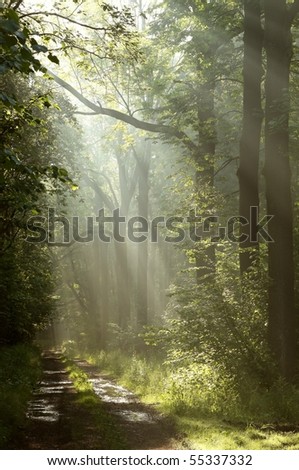 Path in a dark forest with the sun rays passing through the trees.