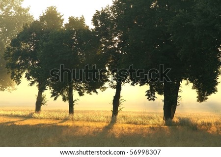 Trees alongside the country road on the edge of a field of grain. Photo taken at dawn.