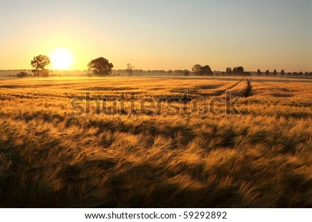 Sunrise over the fields of grain on the first day of summer.