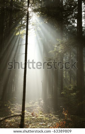 Sunbeams enters the dark coniferous forest on a misty autumn morning.