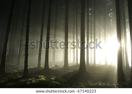 Bright light entering coniferous forest on a misty autumn morning.