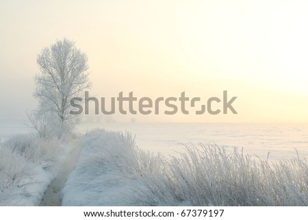 Winter landscape of frosted tree on the edge of the river on a foggy morning.