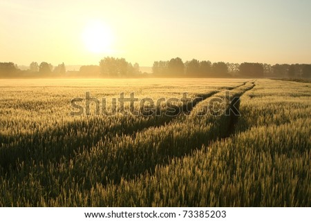 Sunrise over a field of grain on a foggy spring day.