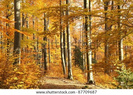Autumn scenery in the beech forest on a sunny October\'s morning.