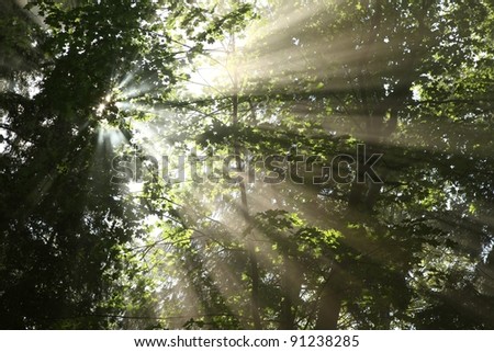 Sunlight passes through the maple trees.