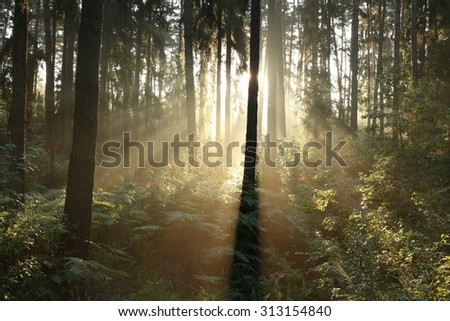 Sunbeams enter the misty coniferous forest at dawn.
