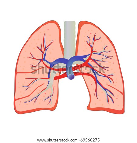 Vector Human Lungs And Bronchial System - 69560275 : Shutterstock