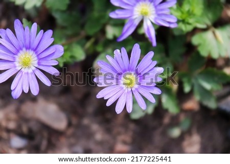 Close up look on an Anemone blanda also known as the Balkan anemone, Grecian windflower or winter windflower. Imagine de stoc © 
