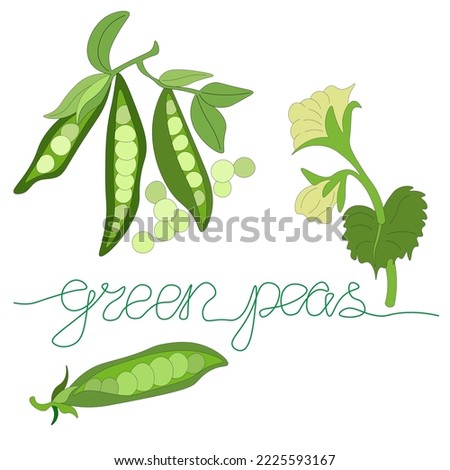 set of branches with green pea pods, an open pea pod, and flowering pea branch. Vegetables without nitrates, 
 farm product. lettering without taking your hands off the line