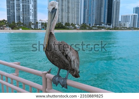 Similar – Foto Bild Pelikan auf den Florida Keys