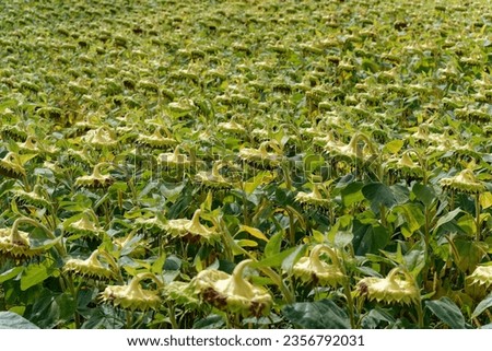 Similar – Image, Stock Photo Silhouette of withered sunflowers in front of evening sky, in the background blurred power poles