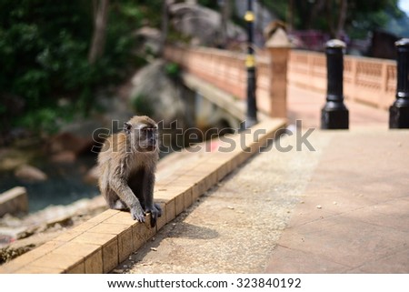 A monkey waiting for food near the walking street at Kuantan, Pahang