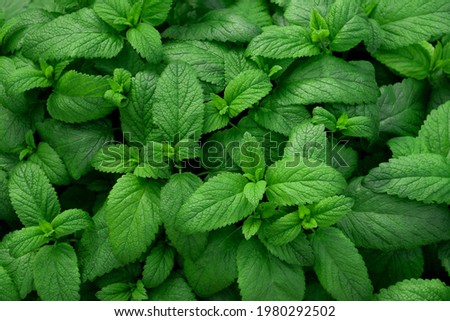 Fresh green leaves of mint, lemon balm, peppermint top view. Mint leaf texture. Ecology natural layout. Mint leaves pattern spearmint herbs nature background