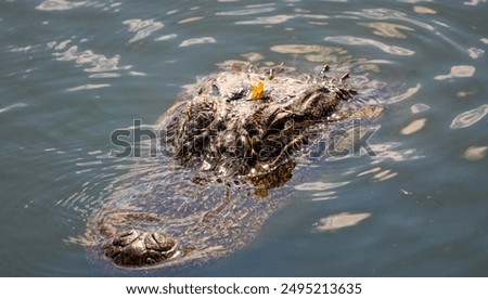 Similar – Image, Stock Photo Submerged Environment