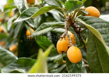 Similar – Image, Stock Photo Loquat tree with ripe fruits against blue sky