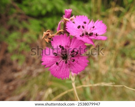 Similar – Image, Stock Photo wild carnations Flower