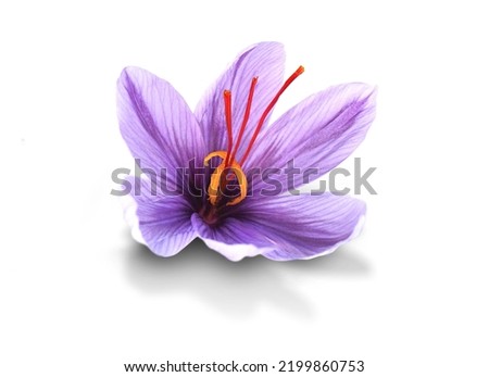 Similar – Image, Stock Photo Dried purple petals in hand. Natural, love of nature, beauty of nature