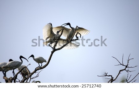 two white ibis birds among the group kissing each other on the top of a branch at a bird sanctuary called ranganathittu in mysore, india
