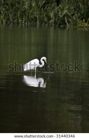 white migratory egret hunting for the fish in the lake