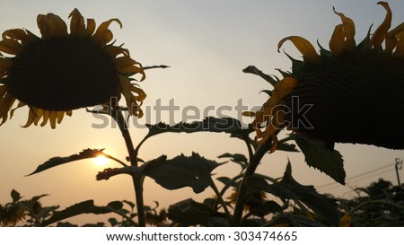 Sun Set. Sun Flower