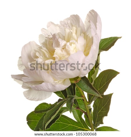 Similar – Image, Stock Photo vegetation Chinese Anemone