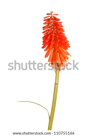 Single stem with bright orange flowers of the red hot poker, Kniphofia, also called Tritoma or torch lily, isolated against a white background