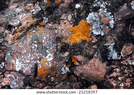 Orange and gray lichens on a rock face at Pinnacles National Monument, California