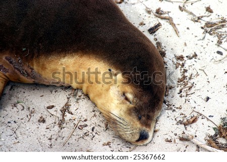 Brown Australian sea lion (Neophoca cinerea) asleep on a beach at Seal Bay, Kangaroo Island, South Australia