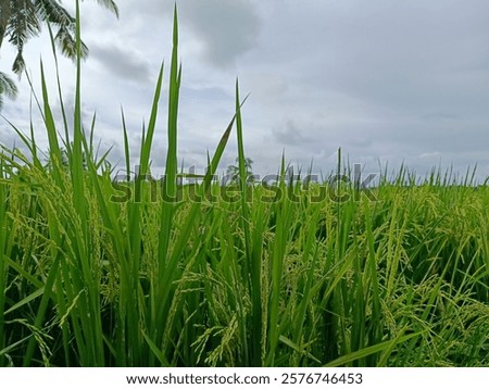 Similar – Foto Bild Ländliches Feld unter bewölktem Himmel mit Sonnenstrahlen