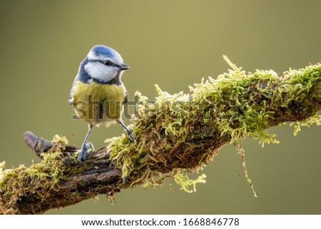 Similar – Image, Stock Photo Curious blue tit on a tree trunk