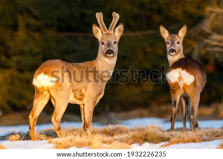 Roe deer pair on the evening pasture enlighten with warm light. Roe deer buck with doe at the end of winter. Roe deer pair on the snow. Capreolus capreolus, wildlife, Slovakia.