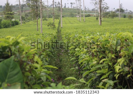 This is Tambi tea garden to fulfill the comunit'y ekonomi. Foto d'archivio © 