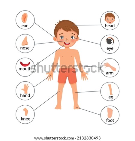 little boy illustration poster of human body parts with diagram text label chart for educational purpose