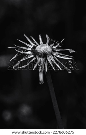 Similar – Image, Stock Photo Monochrome low-key close-up of the snail-shaped coiled bud of a fern