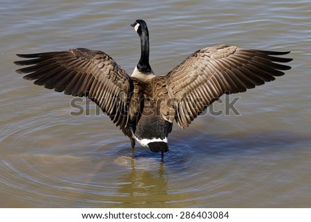 Beautiful cackling goose spreads his wings