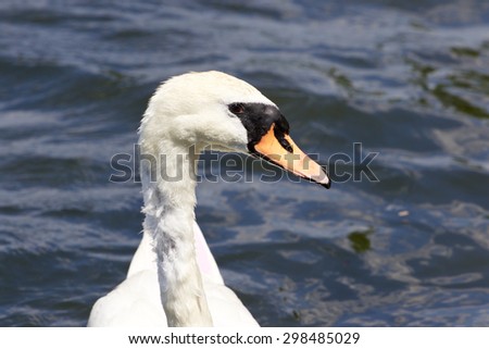 Beautiful confident female mute swan's portrait with the water on the background