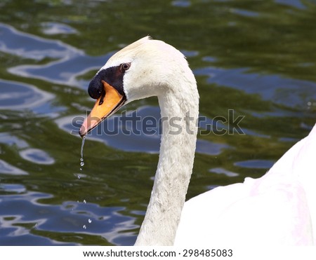 The portrait of the thoughtful mute male swan drinking the water from the lake