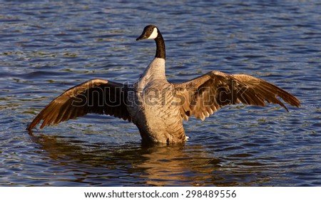Very beautiful Canada goose spreads his wings on the sunny evening