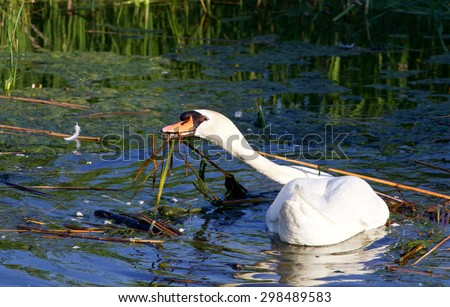 The strong mute swan is working on the cleaning of his territory