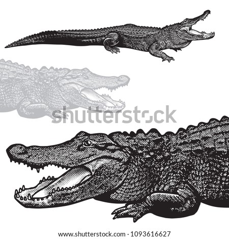 American alligator (Alligator mississippiensis) - vector graphic illustration.
Black image of crocodilian reptile in engraving style isolated on white background, design element for logo or template.